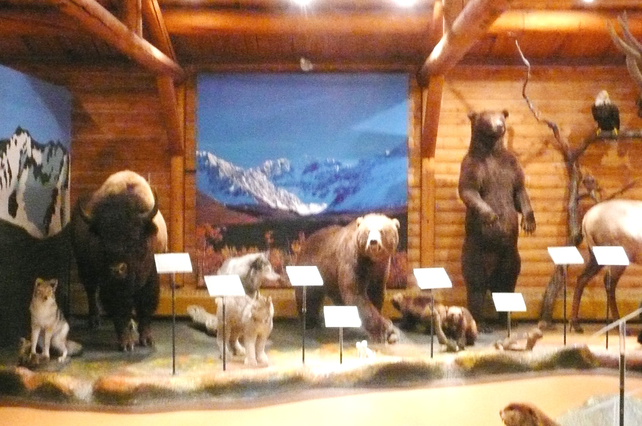 McBride Museum, Whitehorse, Yukon