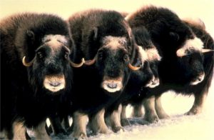 Musk Oxen CCO from Pixabay